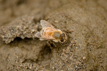 macro honey bee 