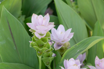 Siam Tulip Flower In The Nature, Dok krachiao, Curcuma Zanthorrhiza.