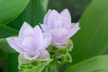 Siam Tulip Flower In The Nature, Dok krachiao, Curcuma Zanthorrhiza.