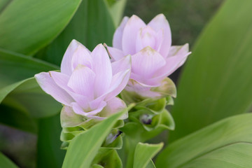 Siam Tulip Flower In The Nature, Dok krachiao, Curcuma Zanthorrhiza.