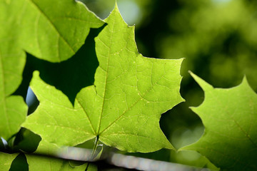 Green maple leaf lit by the sun on a summer day close-up
