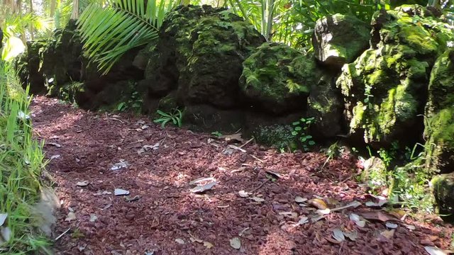 Jungle in Azores - Botanic garden in Azores