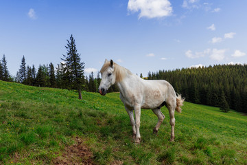 Obraz na płótnie Canvas The wild white horse on a grenn hill.