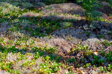 Shadows from the trees in the forest fall in the autumn taiga vegetation, white moss and green young shoots of trees.