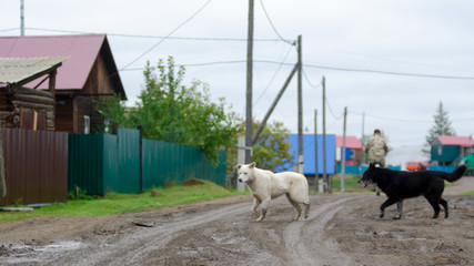 Two yard dogs black and white run on the village road near fences of houses.
