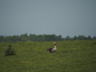 A goose in the middle of a field 