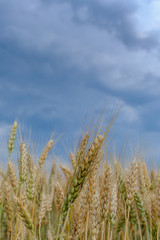 Ears of ripe wheat against a cloudy blue sky