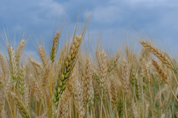 Ears of ripe wheat against  cloudy blue sky