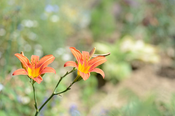 Beautiful orange lilies in the summer garden close-up