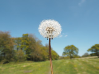 Obraz premium A dandelion in a Yorkshire field 