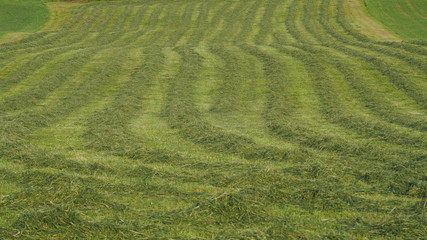 Green fields with grass and hay cut ready to be harvested. Hills in southern Germany not far from the Alps © Matteo Ceruti
