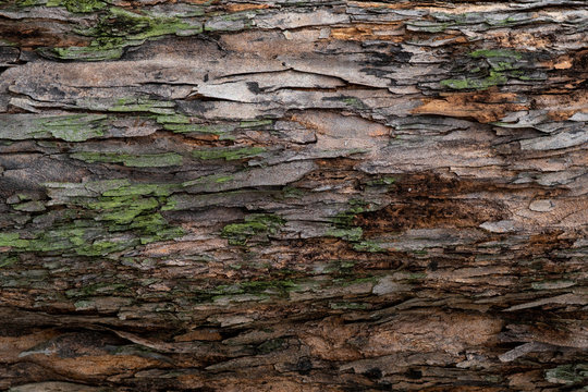 Closeup texture of tree bark. Pattern of natural tree bark background. Rough surface of trunk. Green moss and lichen on natural wood. Dirt skin of wooden. Grey, brown, and green nature background.