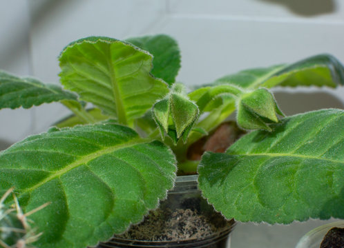 Florist's gloxinia with flower buds growing in spring on window sill, popular houseplant