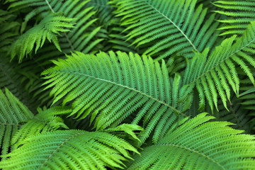 beautiful brught green fern background