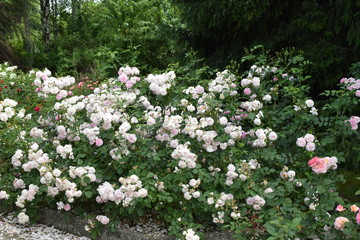 rose bushes in the park