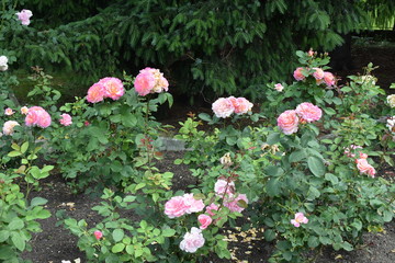 pink roses in the garden