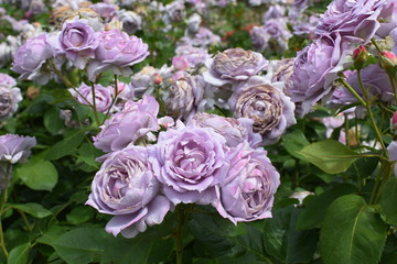 lavender rose flowers