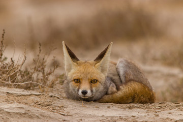 White Footed Fox  Gujarat . The white-footed fox  also known as the desert fox, is a small, Asiatic subspecies of red fox .