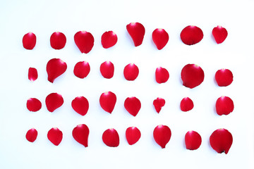 A collection of red rose petals isolated on a white background.
