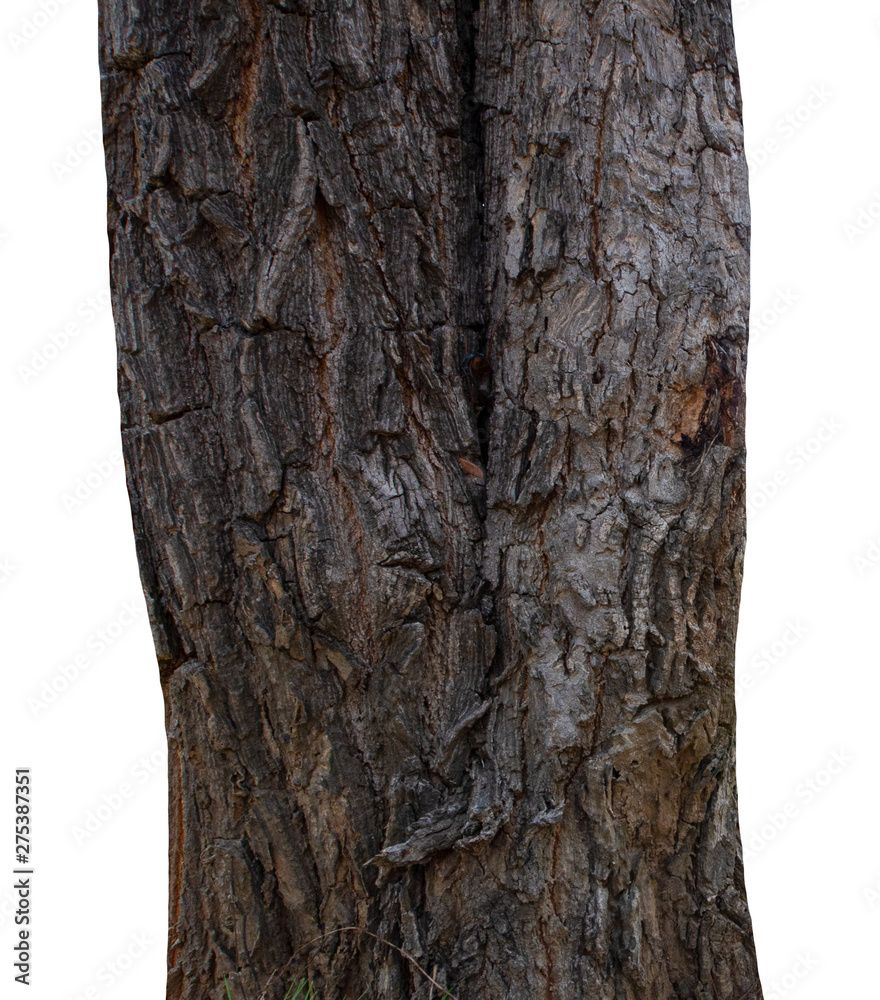 Poster tree trunk isolated on white background