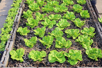 Young lettuce plants in the garden.