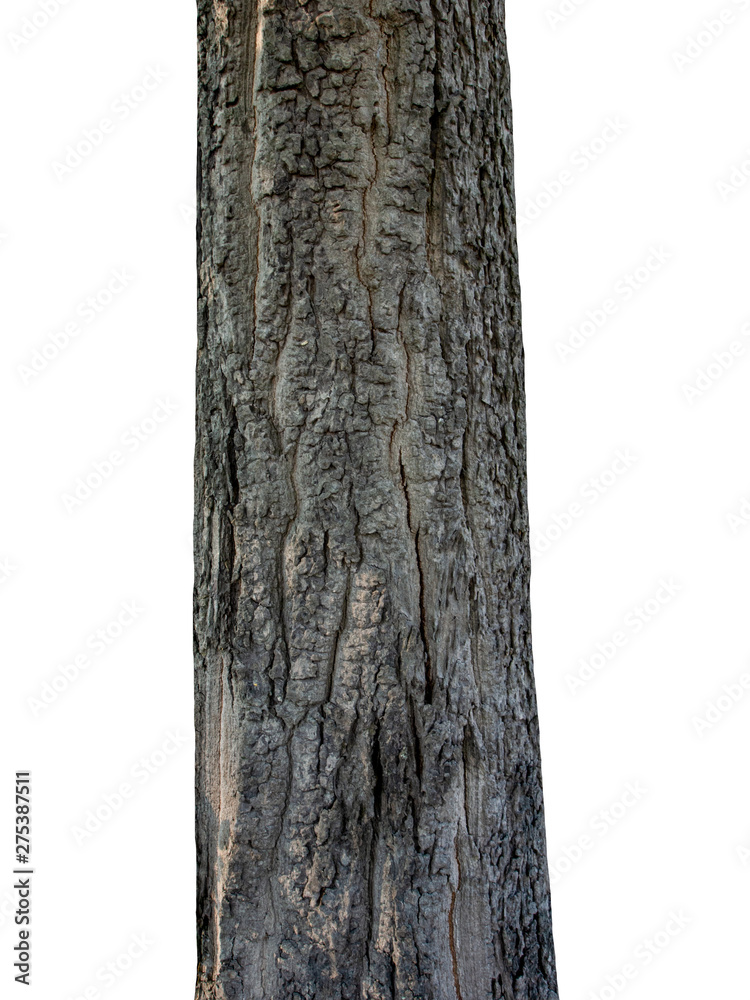 Poster tree trunk isolated on white background