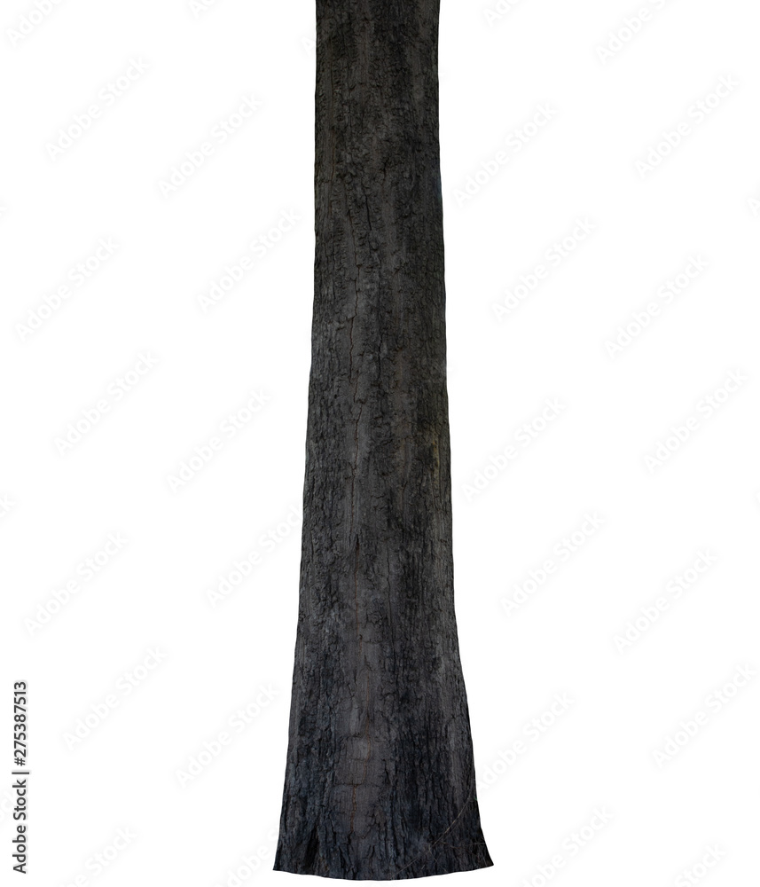Poster Tree trunk Isolated On White Background