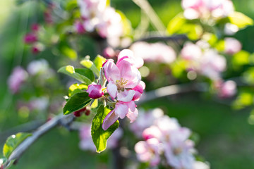Fototapeta na wymiar Apple tree flower during spring in South Tyrol