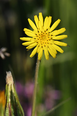 Yellow flower in the meadow.