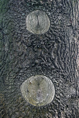 Overgrown branches of a branch in an oak trunk.