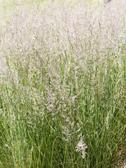 Calamagrostide ou Calamagrostis x acutiflora 'overdam' au long feuillage fin vert foncé surmonté d'épis floraux touffus et mouvant de couleur blanc et pourpre