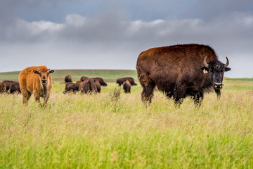 A herd of plains bison buffalo with a baby calf grazing in a pasture in Saskatchewan, Canada 