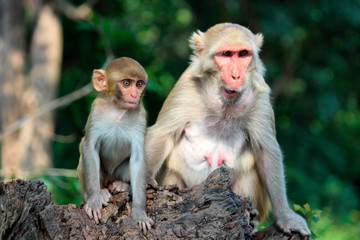 Mother with her young monkey, Macaca mulatta-sp, Hyderabad, Telangana, India