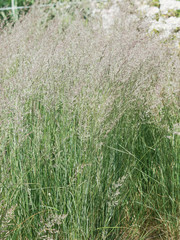 Obraz na płótnie Canvas Touffes denses, érigées et panachées du Calamagrostide ou Calamagrostis x acutiflora 'overdam'