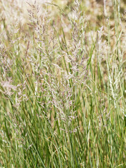 Touffes denses, &eacute;rig&eacute;es et panach&eacute;es du Calamagrostide ou Calamagrostis x acutiflora 'overdam'