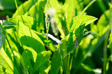 Mosquito sitting on green leaves.