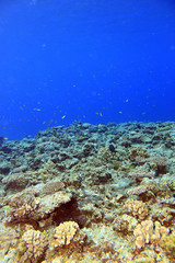 Naklejka na ściany i meble 珊瑚礁の地平線