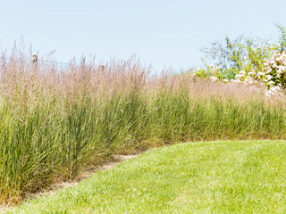 Calamagrostide ou Calamagrostis x acutiflora 'overdam' au long feuillage fin vert foncé surmonté...