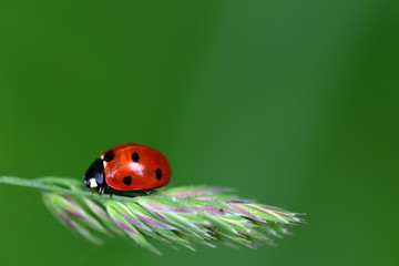 roter marienkäfer klettert auf einem grashalm vor grünem hintergrund