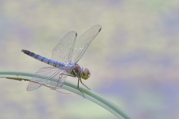 コフキトンボ♀