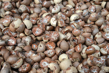 Dried betel nut