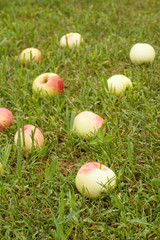 Red apples on green grass in the orchard