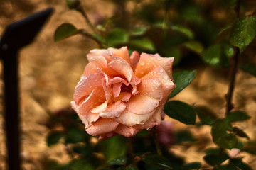 Orange rose with raindrops in a garden