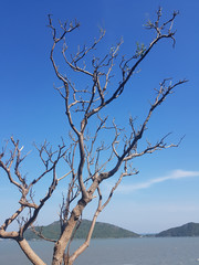 Tree's branches on the seaside, Sam Roi Yot National Park, Prachuap Khiri Khan, Thailand