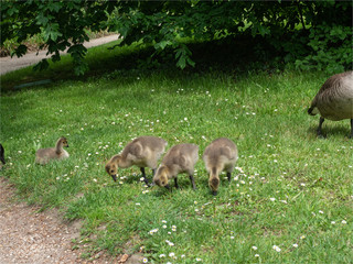 oies bernache avec leurs petits dans les jardins de Bagatelle à Paris
