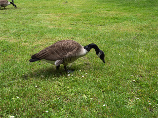 oie bernache dans les jardins de Bagatelle à Paris