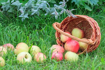 Just picked apples in a wicker basket and on garden grass.