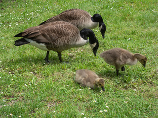 oies bernache avec leurs petits dans les jardins de Bagatelle à Paris