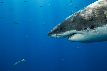 Fototapeta premium Great White Shark in Guadalupe Mexico