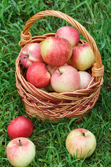 Just picked apples in a wicker basket on green grass in the garden.